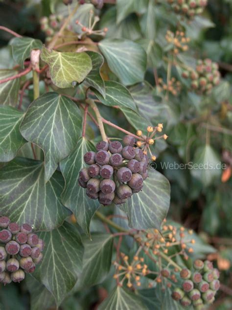 Hedera helix, Common Ivy - Seeds - plants - dried herbs