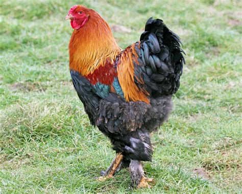 Poules De Grande Taille De Race Levage Et Vente Ferme De Beaumont