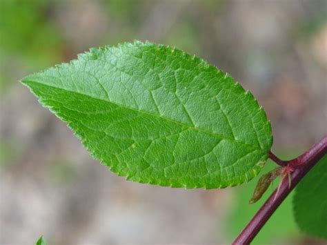 Blackthorn (Prunus spinosa) | How To Identify | A Guide From TCV