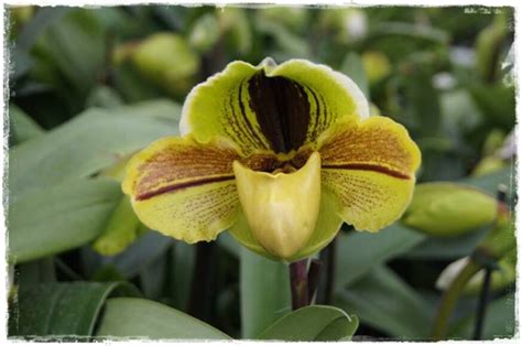 Sabotek Czyli Storczyk Paphiopedilum Z Ogrodem Na TY