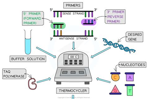 Cie A Level Biology Polymerase Chain Reaction