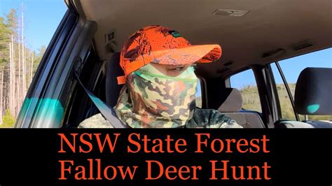 Fallow Deer Hunt In Nsw State Forest Youtube