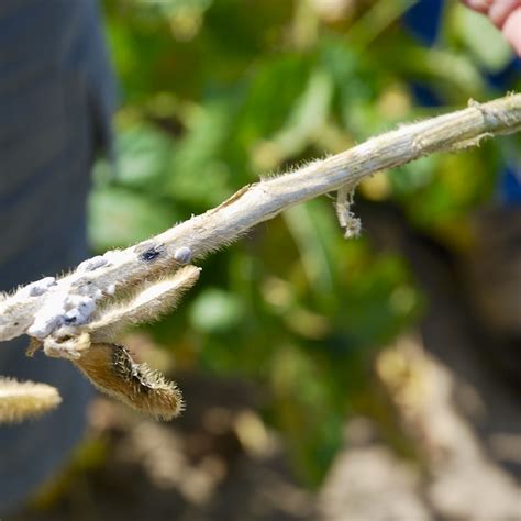 The Latest Treatment For White Mould In Soybeans Farmtario