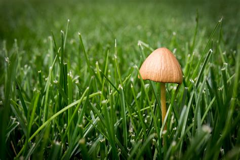 How To Deal With Mushrooms On Your Lawn