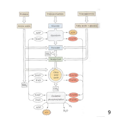 Overview Of Metabolic Pathways Flashcards Quizlet