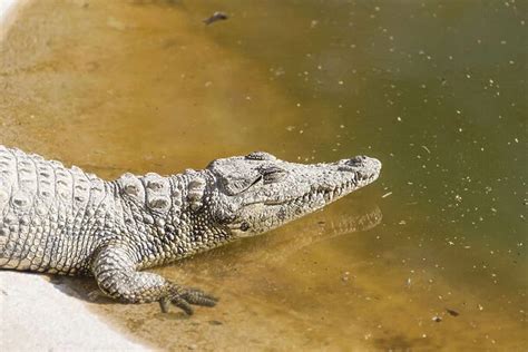 Nile Crocodiles Crocodylus Niloticus Crocodile Ranch