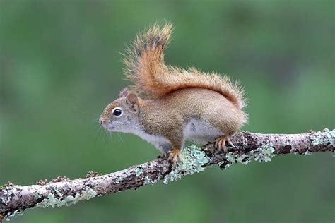 Cute Little Red Squirrel Photograph By Sue Feldberg Fine Art America