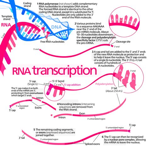 RNA Protein Synthesis Process And Structure: Step By Step – Lambda Geeks