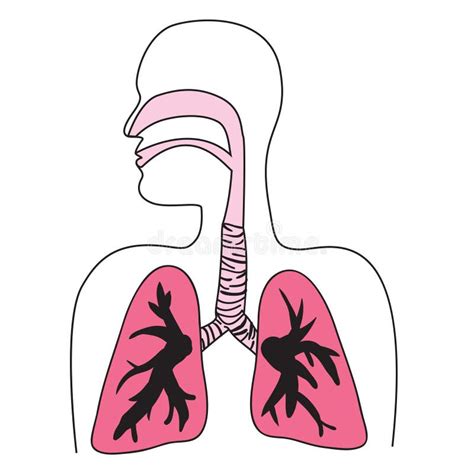 Diagrama De Sistema Respiratorio Humano Ilustraciones Stock Vectores