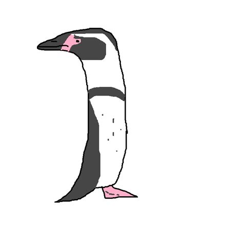 Humboldt Penguin | Species Wiki | Fandom