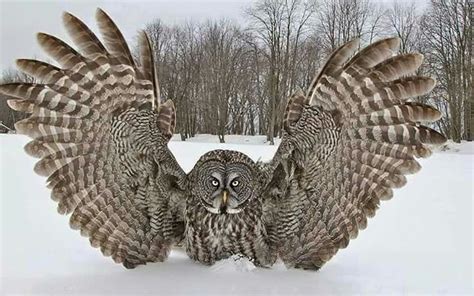 Great horned owl - 48 inch wingspan | フクロウ, 可愛い鳥, 鳥類