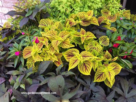 Great Color Combinations for Sweet Potato Vine