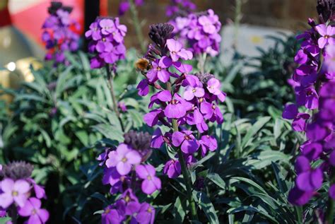 Erysimum Bowles Mauve Emerald Plants