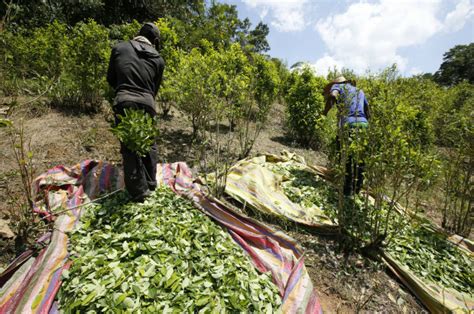 Rea De Cultivo De Coca Na Col Mbia A Maior Em Anos Dizem Eua