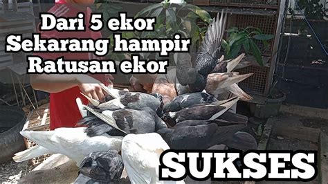 Usaha Ternak Burung Dara Sangat Menguntungkan Tiap Bulan Panen Terus