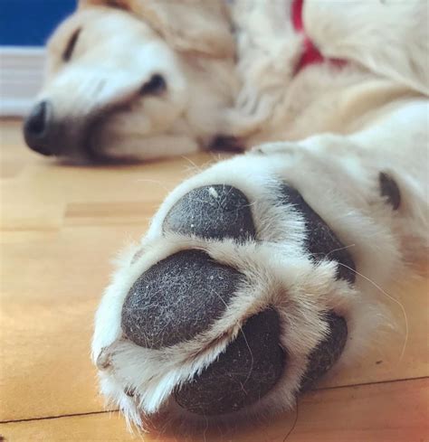 Coussinets Du Chien Comment Les Soigner Et Les Entretenir