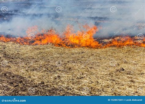 Los Fuegos Del Bosque Y De La Estepa Se Secan Totalmente Para Destruir