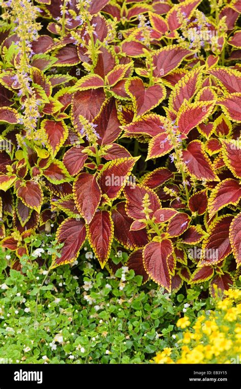 Coleus Solenostemon Scutellarioides Fireball Syn Coleus Blumei