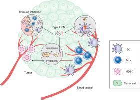 Sting Agonist And Ido Inhibitor Combination Therapy Inhibits Tumor