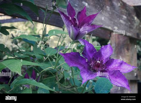 Flowering Stages Hi Res Stock Photography And Images Alamy