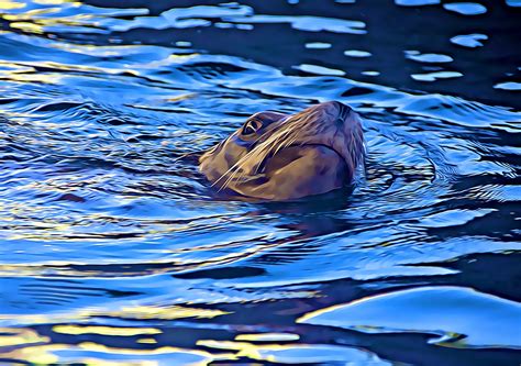 Focă Leu De Mare Poza Gratuite Public Domain Pictures