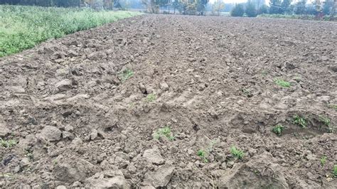 La Coltivazione Del Radicchio Rosso Di Treviso Vista Da Vicino