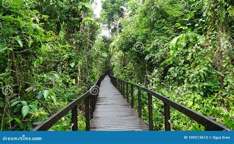 Bridge in the Jungle of the National Park of Cahuita, Caribbean, Costa ...