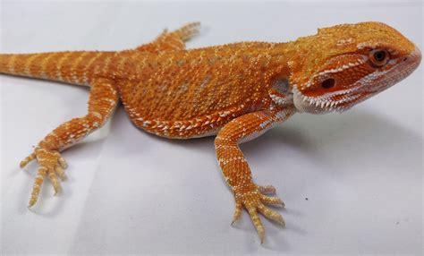 Hypo - Bearded Dragon Traits - Morphpedia