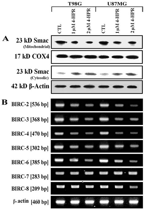 Mitochondrial Release Of Smac And Down Regulation Of Birc In T G And