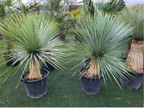 Yucca Rostrata Juka Rostrata 110 Cm 120 Cm