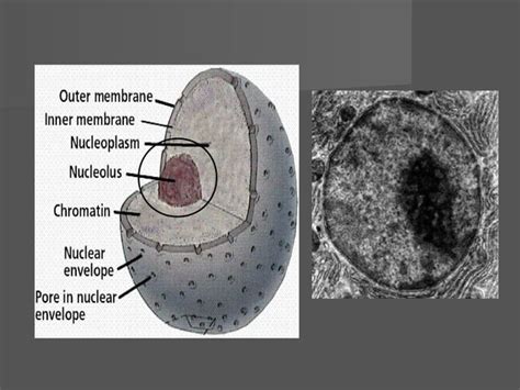 Ultra Structure Of Nucleus