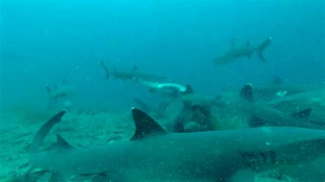 Mating Whitetip Reef Sharks Shark Sex At Cousins Rock Galapagos Youtube