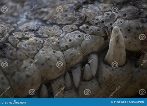 The Teeth of a Nile Crocodile Stock Image - Image of resting, teeth ...