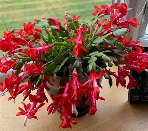 Why Are The Leaves On My Christmas Cactus Limp Reason Fixes