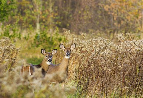 Curiosity Photograph By Mircea Costina Photography Fine Art America