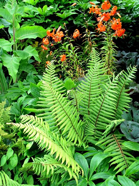 Fern Garden Ideas | Homsgarden