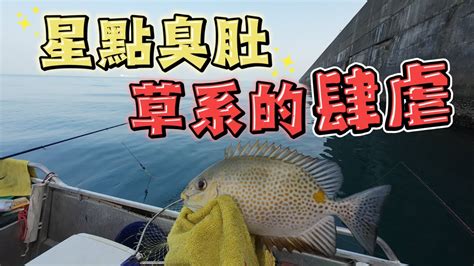 釣魚記錄 秋磯｜草系的肆虐｜吃餌貓貓｜永安船激 那個群ry 磯釣 永安 Taiwan 釣り Youtube