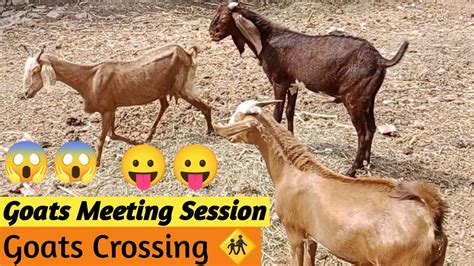 Goats Meeting Session Goats Crossing Goats Mating Animals Meeting