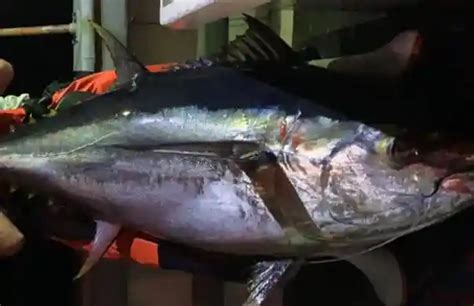 Go Offshore Tuna Fishing Cape Town Fishing Charters