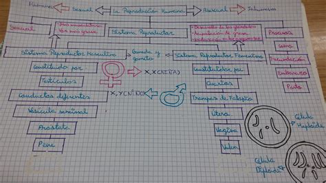 La Reproduccion Humana Mind Map Images And Photos Finder