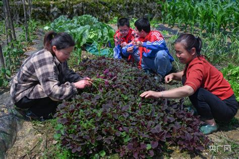 江西萍乡：“研学乡村” 让行走的课堂更精彩央广网