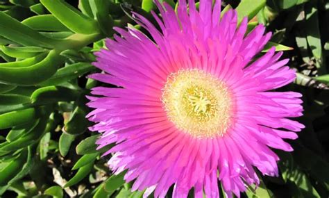 How to Grow Pigface Plant | Reasons To Grow & Care Guide