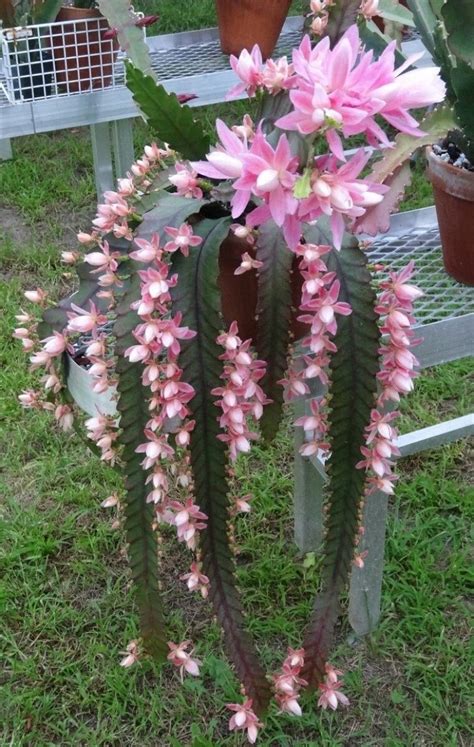 Pin De Karina Rodríguez Em Cactus Crasas Y Suculentas Flores