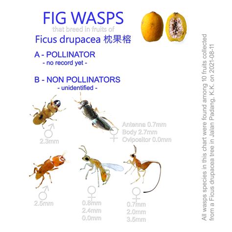 Fig Wasps