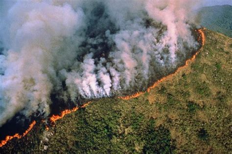 Le Poumon Vert De La Planète Est Ravagé Par Les Flammes…où Sont Passés