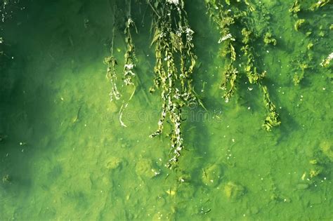 river bottom stock photo image  herd liquid river