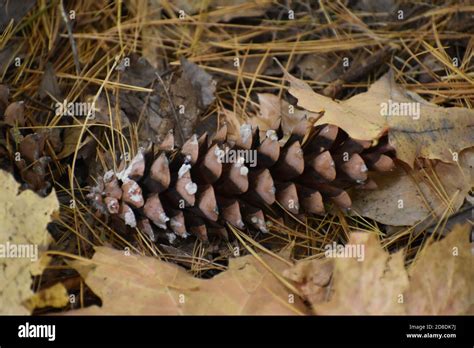 Closeup of a pine cone Stock Photo - Alamy