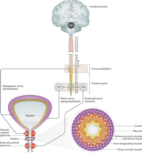 Regenerative Medicine And Injection Therapies In Stress Urinary