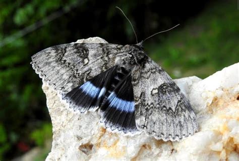 18 Fuzzy, Fluffy or Furry Moth Species With Pictures & Scientific Names ...