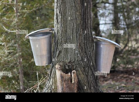 Metal Pails On Tree For Collecting Sap To Produce Maple Syrup Stock